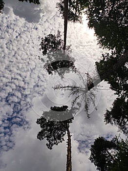 Special sight of treetops of scotch pines trying to reach fluffy clouds in sky