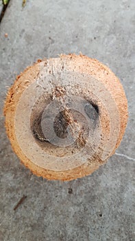 special single hole of coconut shell difference other