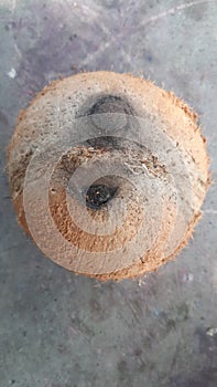 special single hole of coconut shell difference other