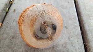 special single hole of coconut shell difference other