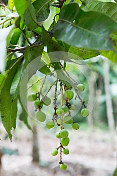 A special specie of mango in Thailand. Scientific name Mangifera caloneura Kurz