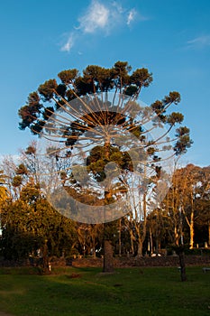 Special tree in Argentina in Tandil, Argentina photo