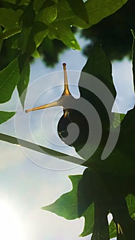 Special view, snail eyes on the leaves of the papaya tree