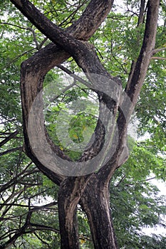 A special weird tree with curving trunks that forms a loop