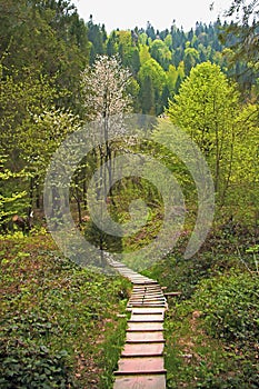 Special wooden footpath in the spring forest
