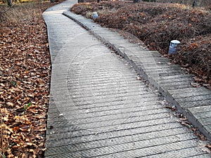 Special wooden paths for walking in the pine forest among the Dunes