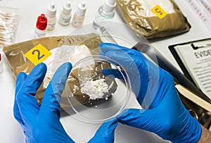 Specialised police check drugs on petri dish in crime lab