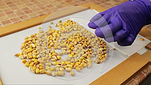 Specialist examining corn grain and cutting in with knife