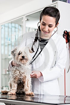 Specialist examining sick dog in clinic