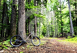 Specialized Mountain Bike Fuse in Washington State on the trail