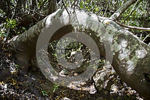 Specially Grown Curved Tree in Forest from Tablemountain National Park