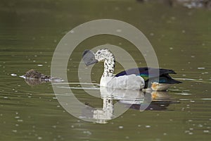 Knob billed duck in Kruger National park, South Africa photo