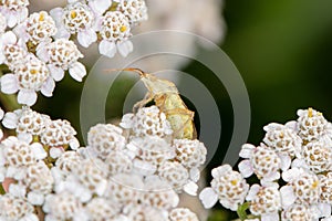 Species Adelphocoris lineolatus - Alfalfa Plant Bug, sit-in on white flower