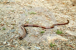 The species of Anguis fragilis on the ground