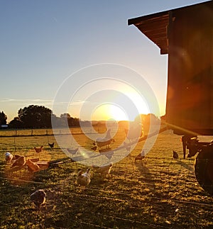 Species appropriate husbandry chicken on beautiful land at sunset