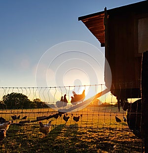 Species appropriate husbandry chicken on beautiful land at sunset