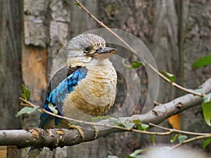 Species of big australian kingfisher bird blue winged kookaburra. This bird is a large species of kingfisher