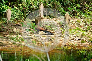 A species of bird of the family Cuculidae, of the genus Centropus. photo