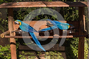 Species of the bird park in Foz do Iguacu Brazil, Blue Arara.