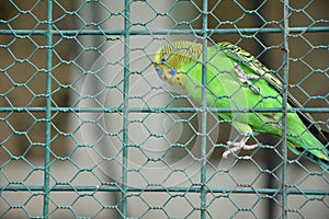 Species of the bird park in India