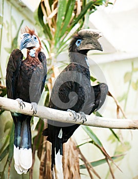 Species of birds hornbills