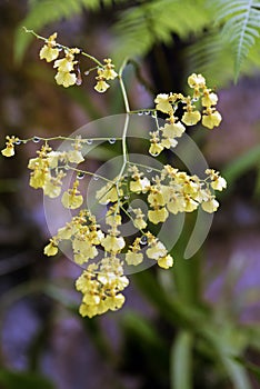 Species of Brazilian orchid