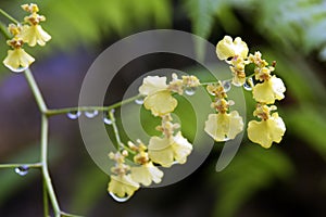 Species of Brazilian orchid