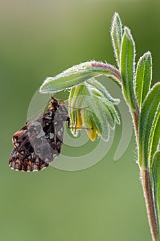 Species of butterflies of the genus of the Nymphalidae family Nymphalidae in the early morning on a field flower