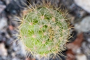 Species of cacti of the genus Echinopsis. Macro view of a cactus plant isolated on a blurred background. Closeup view of a Cactus