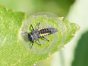 Harlequin Ladybird Larva