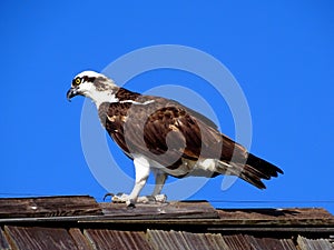 Species of diurnal raptor the osprey photo