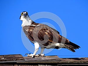 Species of diurnal raptor the osprey photo