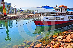Species in Eilat