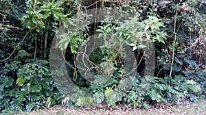 SPECIES OF FLORA DA MATA ATLANTICA TREES PLANTS AND LEAFS IN THE FOREST LOCATED IN PETROPOLIS RIO DE JANEIRO BRAZIL photo