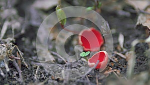 Species Of Fungus In Family Sarcoscyphaceae Of Order Pezizales. Sarcoscypha Coccinea, Commonly Known As Scarlet Elf Cup