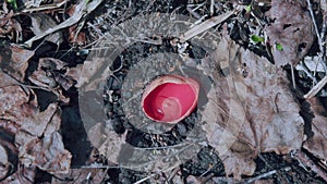 Species Of Fungus In Family Sarcoscyphaceae Of Order Pezizales. Sarcoscypha Coccinea, Commonly Known As Scarlet Elf Cup