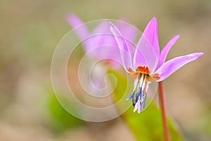 It is the only species of the genus Erythronium growing in Europe. It is widespread in southern and central Europe