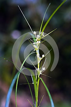 Species of graminea in bloom photo