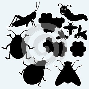 Species of insects