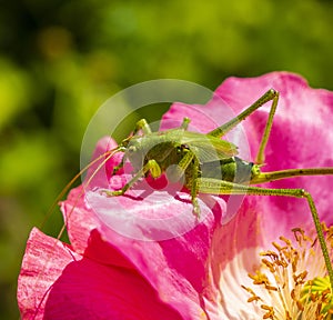 A species of insects from the family of true grasshoppers of the order Orthoptera.Green grasshopper, common grasshopper,