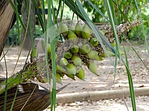 Species known as Palmeira-jataÃ­ or coconut-azedo. vulnerable to extinction due to overpopulation.