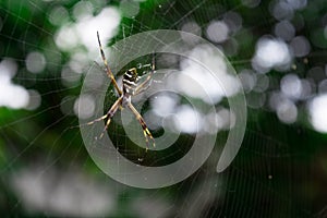 Silver spider Common species of South America photo