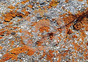 Species of moss spread on rock