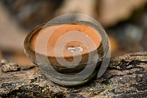 Species of mushroom in the tropical rainforests