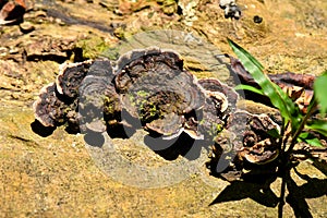 Species of mushroom in the tropical rainforests