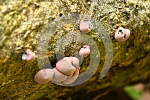 Species of mushroom in the tropical rainforests