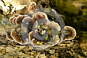 Species of mushroom in the tropical rainforests