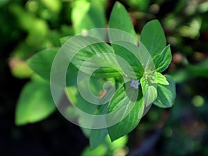 Spermacoce alata, the winged false buttonweed photo