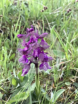 a species of purple orchid