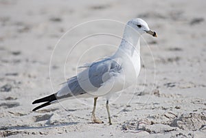 Species Ring -billed Gull, bird